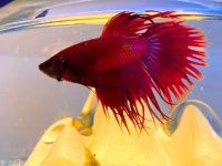 betta fish average lifespan