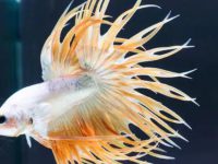betta fish dying signs