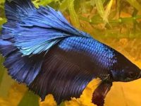 betta fish is losing color