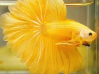 can betta fish sleep?