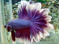 how do betta fish reproduce?