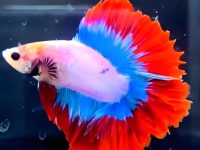 how often do i feed betta fish?
