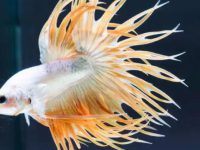 how often to change a betta fish water?