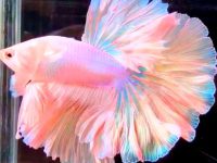 how to change water betta fish?