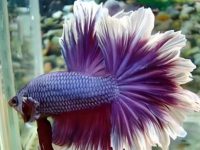 how to feed a betta fish?