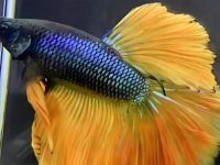 how to take care of a betta fish for beginners?