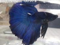 how to tell if betta fish is male or female?