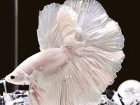 is a betta fish a tropical fish?