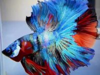 life span of a betta fish