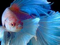 live water plants for betta fish