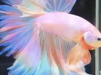 what does a betta fish need?