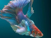 what fish can live with a betta fish?