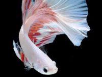 what is the average life of a betta fish?