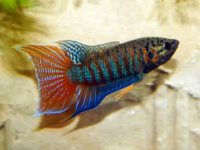 what is the natural habitat of betta fish?