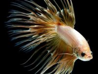 what temp water for betta fish?