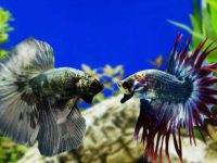 what type of water does a betta fish need?
