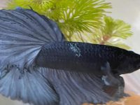 white mark on betta fish