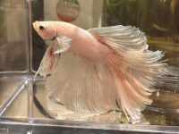 why do my betta fish keep dying?