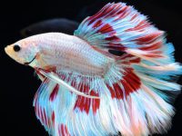 do guppies eat shrimp?