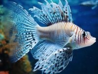 how big does guppies get?