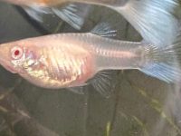 how long are guppy fish pregnant for?
