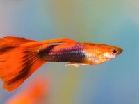 how long does guppies live?