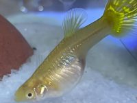 how long does guppies stay pregnant?