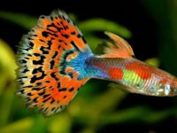 how to care guppy fish?