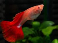 how to mate guppies?