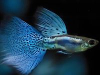 how to tell if my guppy is pregnant?