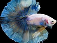 what does a pregnant guppy look like?