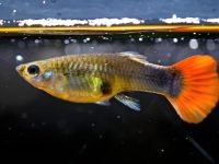 what temperature do guppies need?