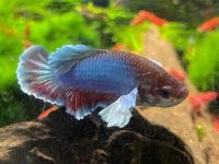 why are my guppies dying?