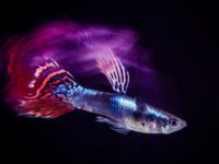 different species of guppies