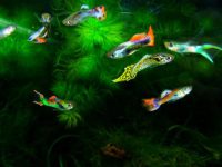 fish tank with guppies