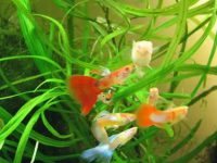 guppy fish tank setup