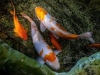 can koi fish survive winter?