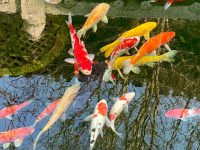 do kois eat other fish?