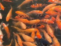 does koi fish have teeth?