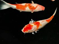 how to care for koi fish?