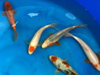 what to feed koi fish?