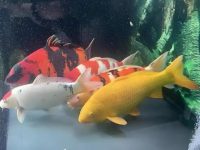 where do koi fish come from?