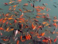 different species of koi fish