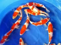 water temp for koi fish