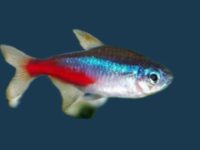 how to breed neon tetras?