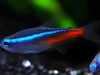 neon tetra minimum tank size