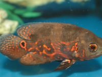 oscar fish tank setup