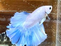 do betta fish need a filter?