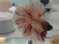 do betta fish need a heater?