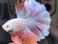 most beautiful betta fish in the world